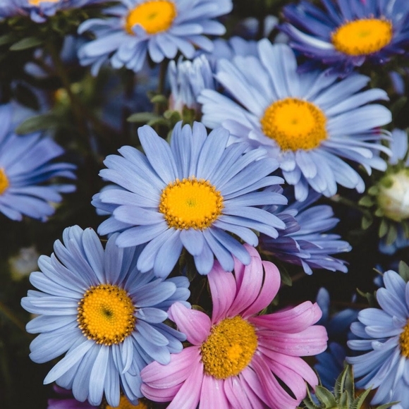 Meet your Poshers, Molly & David - Picture 3 of 4